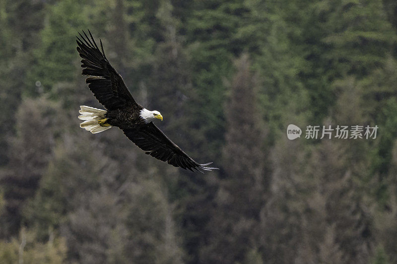 白头鹰(Haliaeetus leucocephalus)是一种发现于北美的猛禽。位于查塔姆海峡巴拉诺夫岛卡斯尼库湾的隐藏瀑布。阿拉斯加。